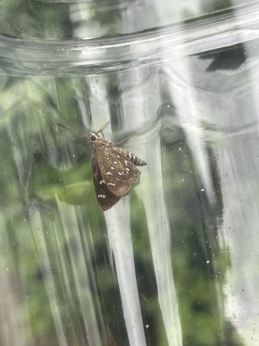 Shiny-Spotted Bob
