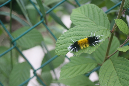Spotted Tussock Moth