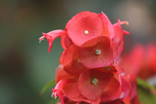Holmskioldia sanguinea observed 2026-05-03