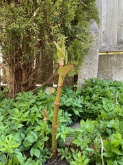 Reynoutria japonica