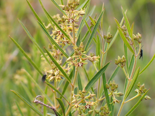 Cynanchum appendiculatum image