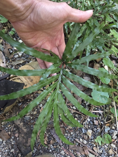 Pteris umbrosa observed 2026-08-25