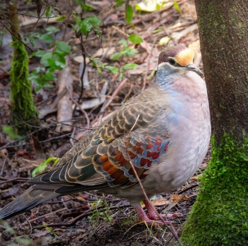 Common Bronzewing