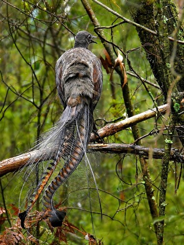 Superb Lyrebird
