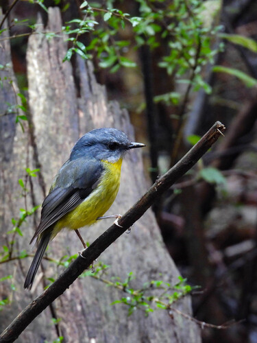Eastern Yellow Robin