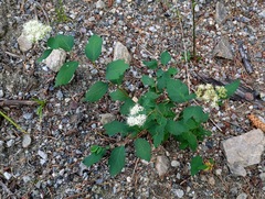 Spiraea lucida, photograph (c) machaut2, some rights reserved (CC BY)