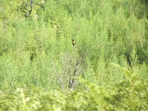 Yellow Bishop (Euplectes capensis), photo 3