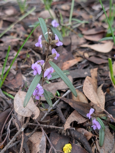 common hovea