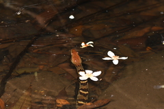 Trimerodytes aequifasciatus