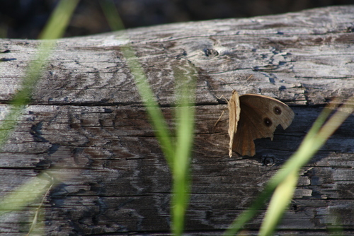 Common Wood-Nymph