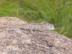 Furcifer campani