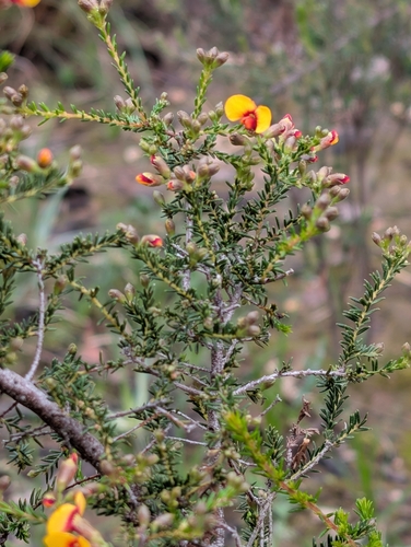 small-leaf parrot-pea