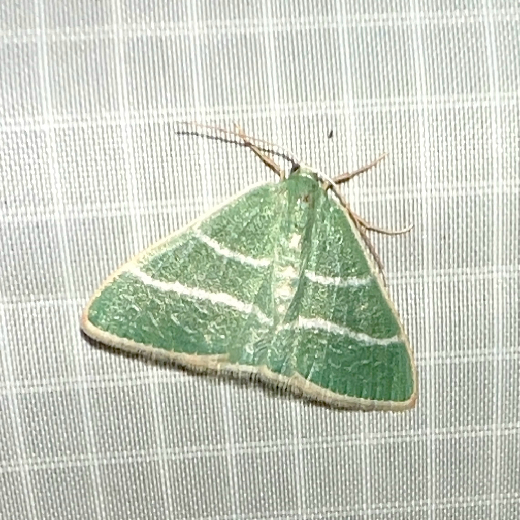 Nemoria caerulescens