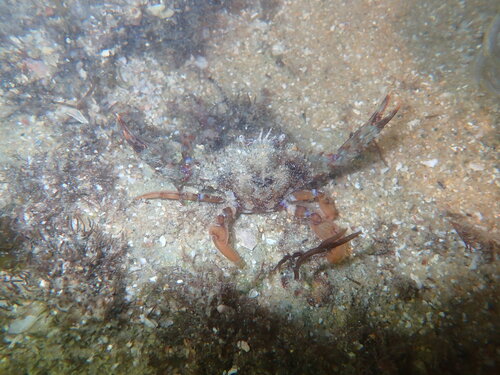 Portunus pubescens observed 2026-05-18
