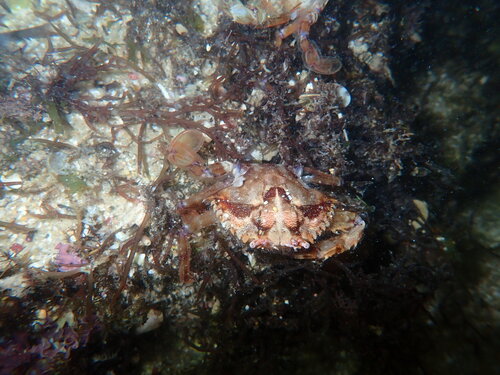 Portunus pubescens observed 2026-05-18