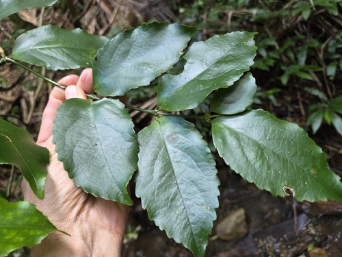 Daphnandra observed 2026-08-25
