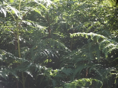 Cryptillas victorini
