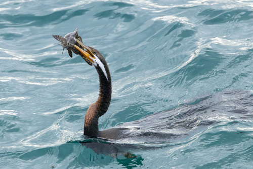 Australasian Darter, photo 3 of 8
