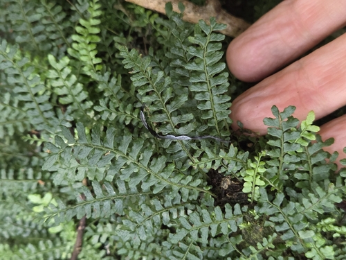 Arthropteris beckleri observed 2026-08-25