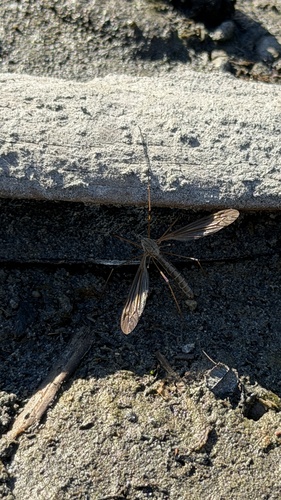 Prionocera
