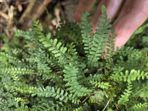 Arthropteris beckleri observed 2026-08-25