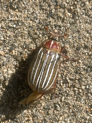 Ten-lined June Beetle
