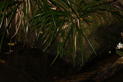 Sieboldius alexanderi