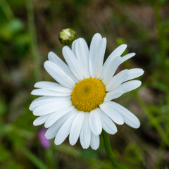 Leucanthemum vulgare