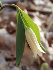 Uvularia