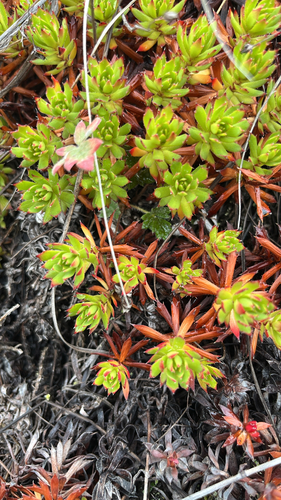 Prickly Saxifrage