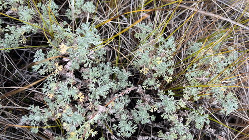 fringed sagebrush