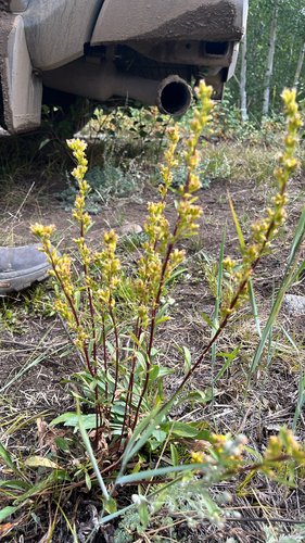 coast goldenrod