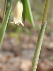 Uvularia