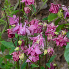 Aquilegia vulgaris