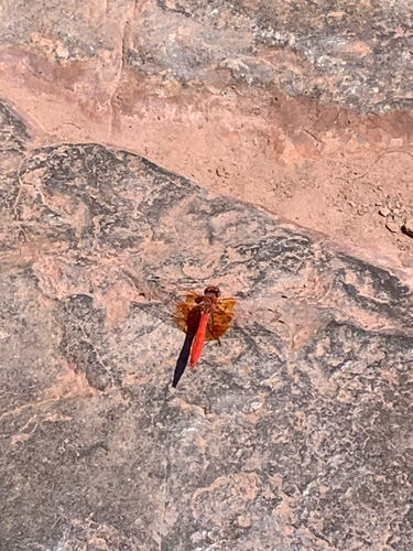 Orange-winged Dropwing