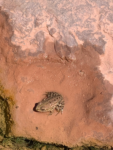 Sahara Frog