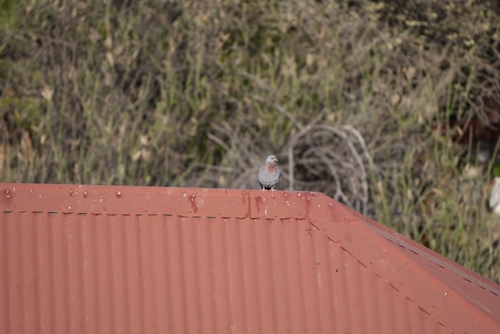Speckled Pigeon