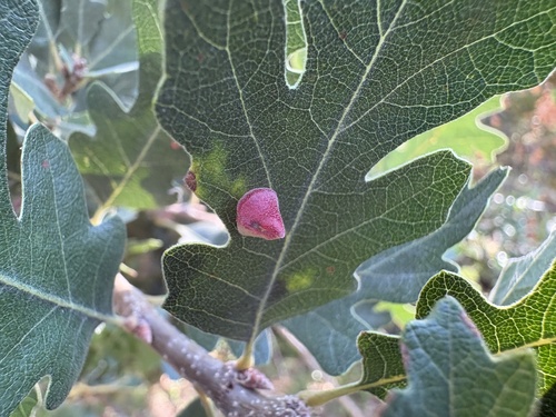 Red Cone Gall Wasp seen in Sonoma Valley