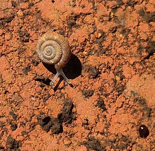 Egilomen cochlidium