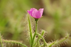 Drosera indica