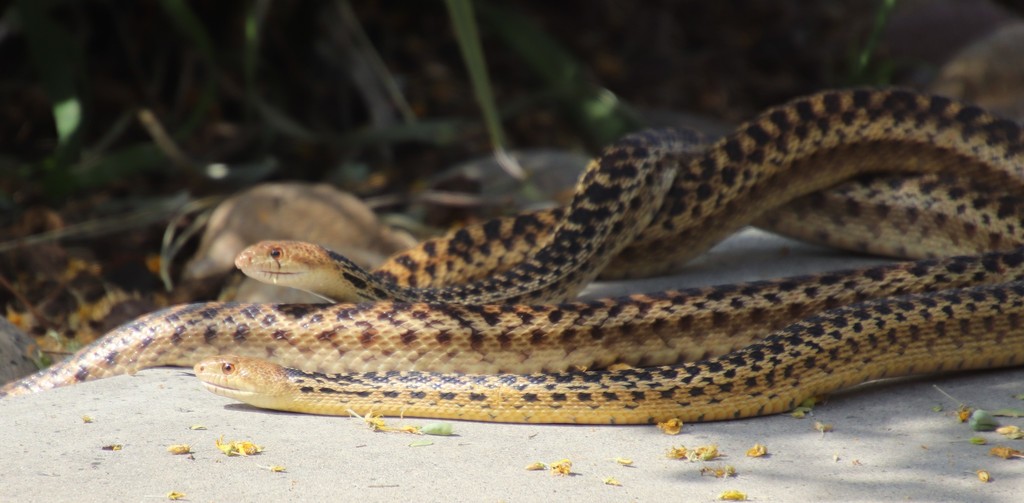 San Diego Gopher Snake