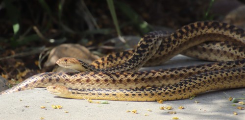 San Diego Gopher Snake
