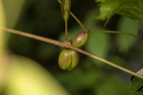 Ampelomyia vitispomum photo 4