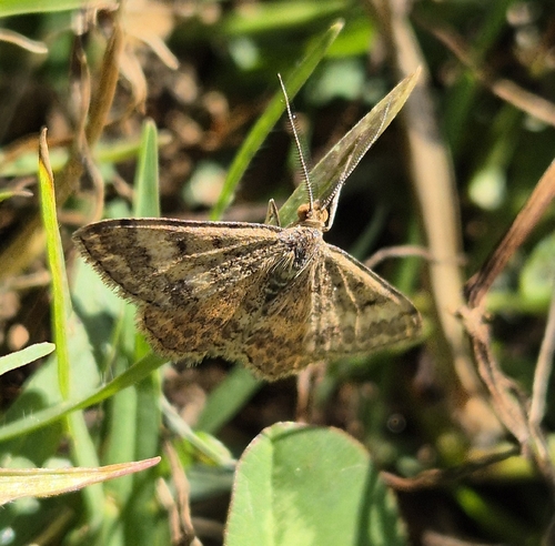 Plantain moth