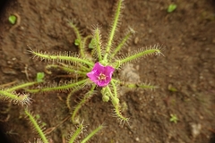 Drosera indica