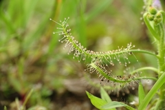 Drosera indica