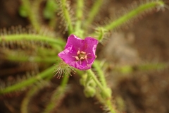 Drosera indica