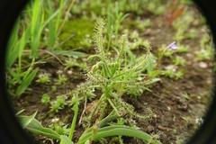 Drosera indica