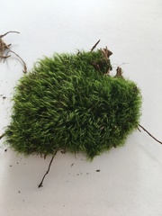 Dicranodontium denudatum