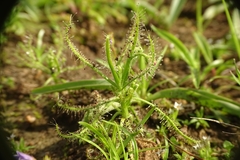 Drosera indica